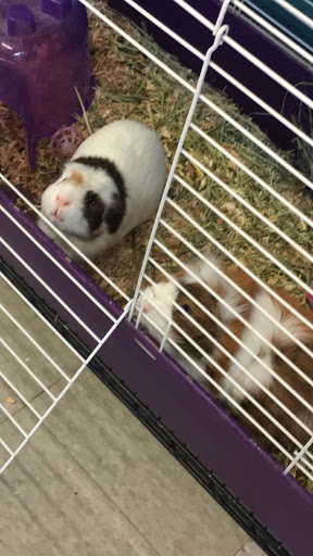 Pet Store «Feed Rite Pet Shop & Supply», reviews and photos, 11760 Belleville Rd, Belleville, MI 48111, USA