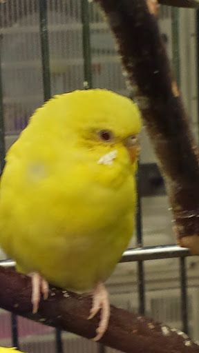 Pet Supply Store «PetSmart», reviews and photos, 4013 Wisconsin 28, Kohler, WI 53081, USA