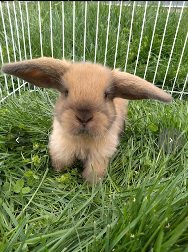 Happy Hoppers Rabbitry
