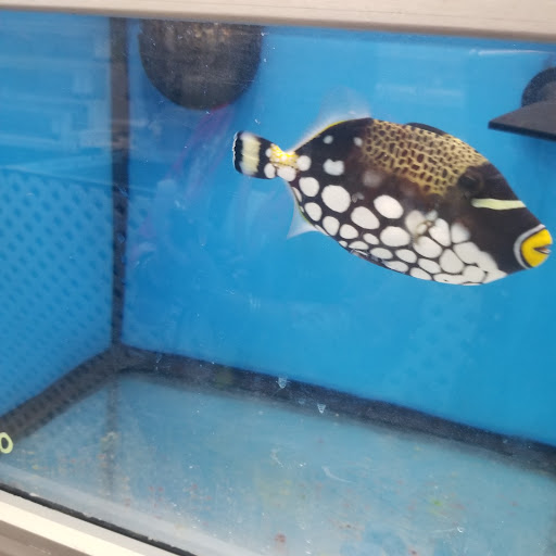 Pet Supply Store «Professional Fish Keepers Aquarium Store», reviews and photos, 7573 W Sample Rd, Coral Springs, FL 33065, USA