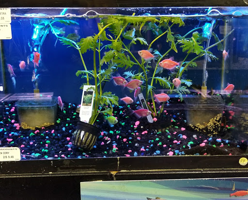 Pet Store «Petland Discounts - LI City», reviews and photos, 34-60 48th Ave, Queens, NY 11101, USA