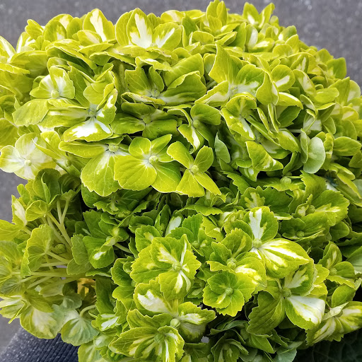 Florist «The JillTed Florist», reviews and photos, 1425 S Ft Harrison Ave, Clearwater, FL 33756, USA