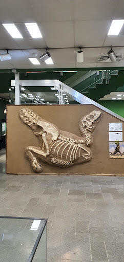 Museum der Natur Hamburg - Geologie-Paläontologie