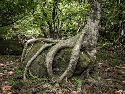 男池湧水群