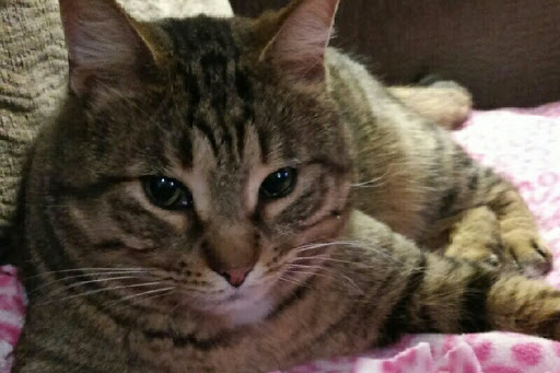 Pet Supply Store «Pet Supplies Plus», reviews and photos, 585 Moseley Rd, Fairport, NY 14450, USA