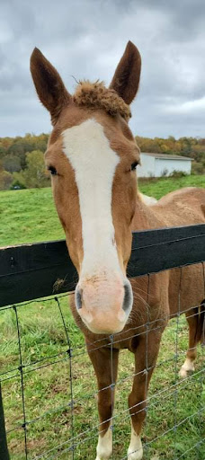 Winery «Barrel Oak Winery», reviews and photos, 3623 Grove Ln, Delaplane, VA 20144, USA