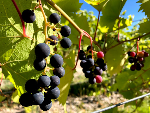 Winery «45 North Vineyard & Winery», reviews and photos, 8580 E Horn Rd, Lake Leelanau, MI 49653, USA