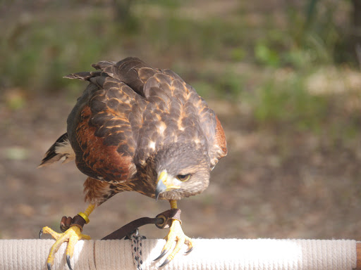 Fabric Store «Jo-Ann Fabrics and Crafts», reviews and photos, 365 E Burleigh Blvd, Tavares, FL 32778, USA