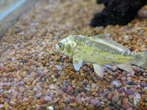 Pet Supply Store «Petco Animal Supplies», reviews and photos, 2241 Porter Creek Dr, Fort Worth, TX 76177, USA