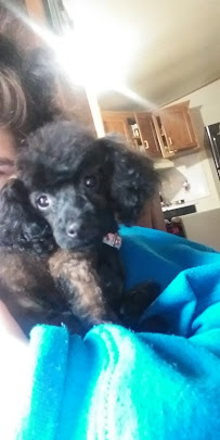 Amanda Jeans Pet Grooming And Pet Sitting - Photo 9 - Car repair in Leland, NC, Wilmington