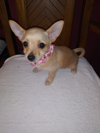 Pet Supply Store «Pet Supplies Plus», reviews and photos, 803 Hillcrest Rd, Mobile, AL 36695, USA