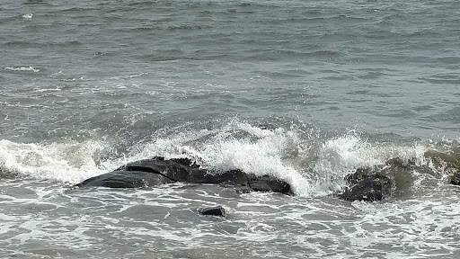 Garden «Lynch Park Rose Garden», reviews and photos, Lynch Park, Beverly, MA 01915, USA