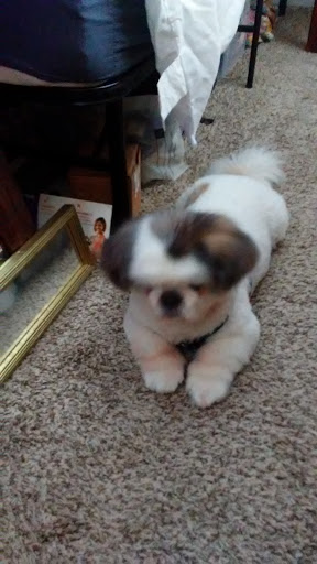 Pet Supply Store «Petco Animal Supplies», reviews and photos, 1350 S Ironton St #120, Aurora, CO 80012, USA