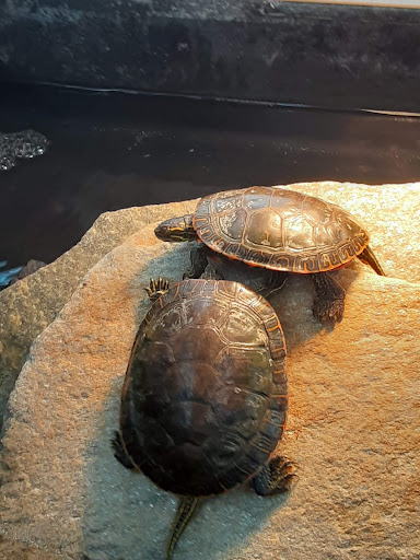 Pet Store «Jules Pet Shop», reviews and photos, 2214 N Milwaukee Ave, Chicago, IL 60647, USA