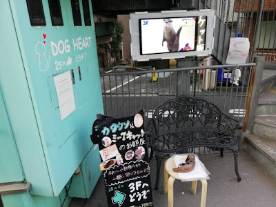 Dog heart from アクアマリン 新宿御苑店 閉店 503439-Dog heart from アクアマリン 新宿御苑店 閉店