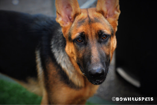 Dog Day Care Center «The Bowhaus Pet Company», reviews and photos, 2472 E Colorado Blvd, Pasadena, CA 91107, USA