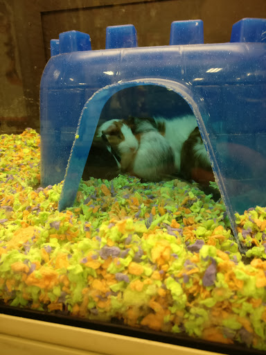 Pet Supply Store «PetSmart», reviews and photos, 1145 W Riverdale Rd, Riverdale, UT 84405, USA