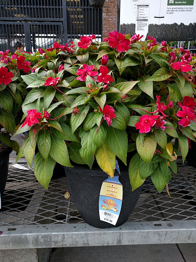 Garden Center at The Home Depot