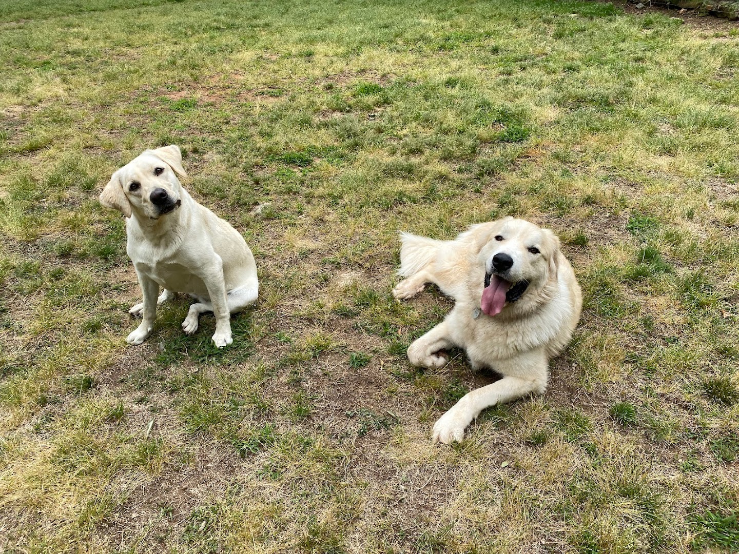 Old Salem Kennel, Inc.