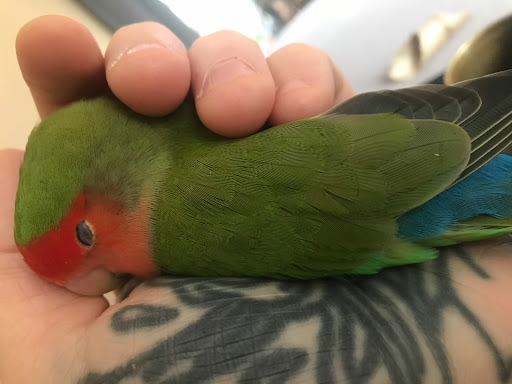 Pet Store «Adventure Birds of Bon Aqua», reviews and photos, 9600 TN-46, Bon Aqua, TN 37025, USA