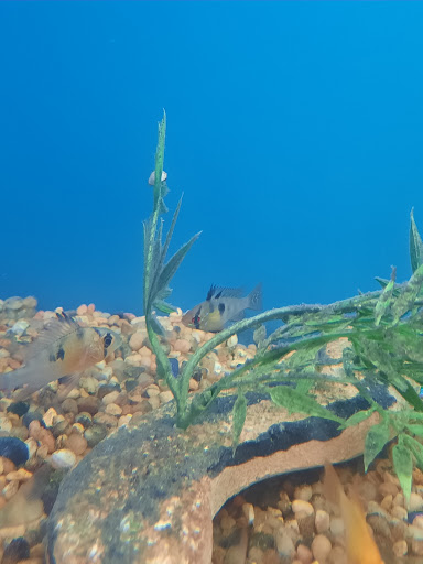 Pet Supply Store «PetSmart», reviews and photos, 3680 S US Hwy 41, Terre Haute, IN 47802, USA