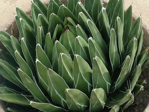 National Park «Casa Grande Ruins National Monument», reviews and photos, 1100 W Ruins Dr, Coolidge, AZ 85128, USA