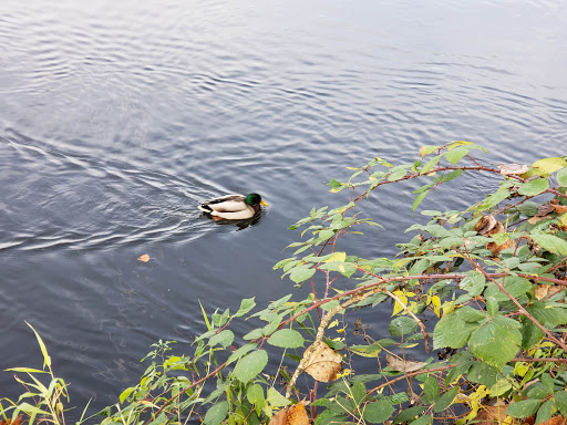 Park «The Park at Bothell Landing», reviews and photos, 9919 NE 180th St, Bothell, WA 98011, USA