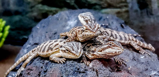 Pet Supply Store «Petco Animal Supplies», reviews and photos, 6280 S Westnedge Ave, Portage, MI 49002, USA