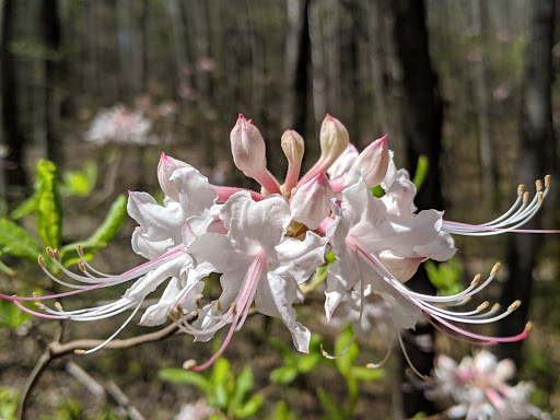 State Park «Panola Mountain State Park», reviews and photos, 2620 GA-155 N, Stockbridge, GA 30281, USA