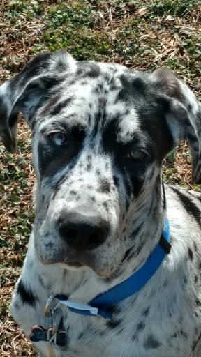 Dog Park «Murfreesboro Bark Park», reviews and photos, 1540 W College St, Murfreesboro, TN 37130, USA