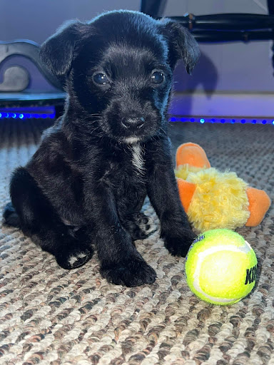 Pet Supply Store «Petco Animal Supplies», reviews and photos, 298 Spring Creek Drive, Franklin, TN 37067, USA