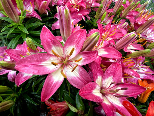 Home Improvement Store «The Home Depot», reviews and photos, 3926 Nazareth Pike, Bethlehem, PA 18020, USA