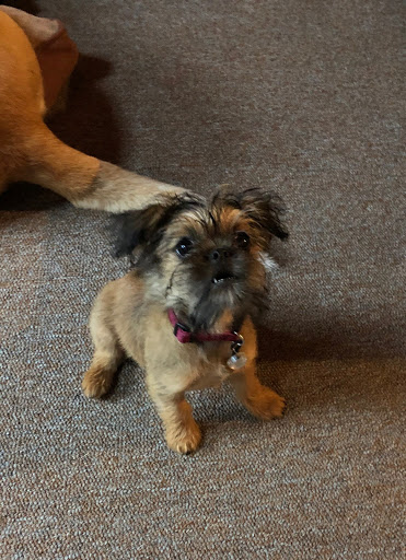 Pet Store «Dog Wash Etc», reviews and photos, 1037 Forest Ave, Portland, ME 04103, USA