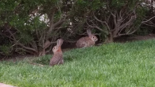 Park «David Sills Lower Peters Canyon Park», reviews and photos, 3901 Farwell Ave, Irvine, CA 92602, USA