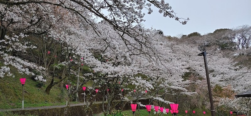 藤枝市 瀬戸川の桜トンネル 静岡県藤枝市志太 観光名所 グルコミ