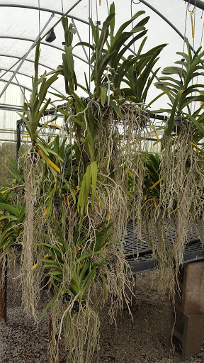 Florist «Dr Delphinium Flower & Orchid House», reviews and photos, 513 W Campbell Rd, Richardson, TX 75080, USA