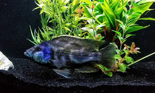 Pet Supply Store «Pets Plus», reviews and photos, 2286 Main St, Tewksbury, MA 01876, USA