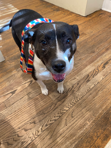 Acute Care Veterinary Clinic image