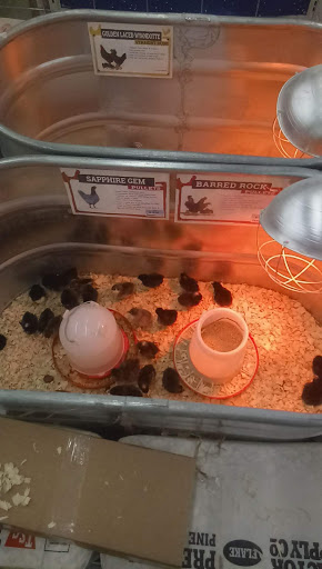 Home Improvement Store «Tractor Supply Co.», reviews and photos, 935 Edwards Ferry Rd NE, Leesburg, VA 20176, USA