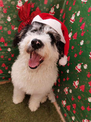 PELUQUERíA CANINA