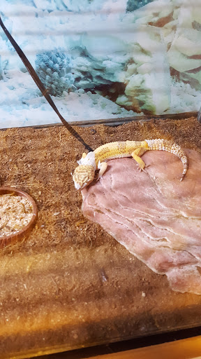 Pet Store «Critter Pet Shop», reviews and photos, 19309 Ecorse Rd, Allen Park, MI 48101, USA