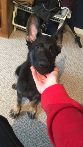 Pet Store «The Puppy Store», reviews and photos, 1163 Merrick Ave, Merrick, NY 11566, USA