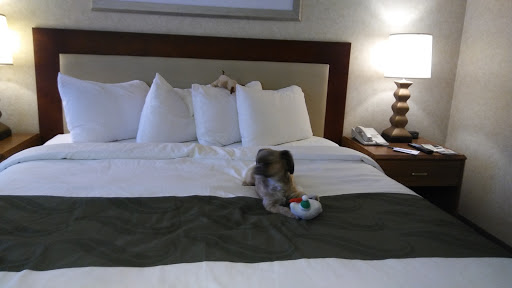 Quality Suites Downtown San Luis Obispo image