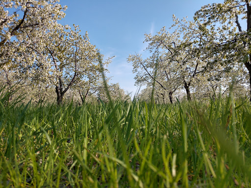 Public Golf Course «Bahle Farms Golf Course», reviews and photos, 9505 E Otto Rd, Suttons Bay, MI 49682, USA