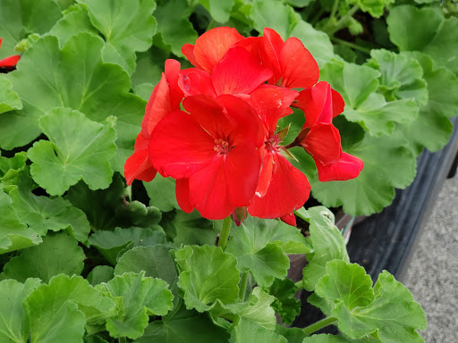 Department Store «Walmart Supercenter», reviews and photos, 505 S Dunlap St, Savoy, IL 61874, USA