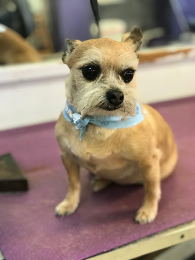 Waggin West kennels and grooming