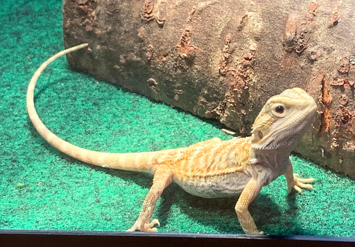 Pet Store «Wet Pet & Reptile Center», reviews and photos, 429 Eastern Blvd, Essex, MD 21221, USA