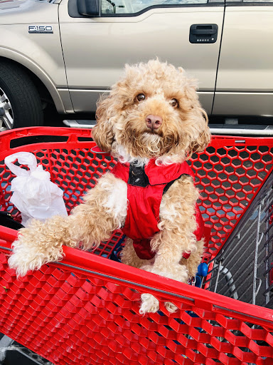 Pet Supply Store «Pet Supplies Plus», reviews and photos, 227 W Merrick Rd, Valley Stream, NY 11580, USA