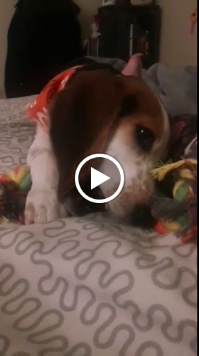 Pet Supply Store «Pet Pros», reviews and photos, 13402 Bothell Everett Hwy, Mill Creek, WA 98012, USA