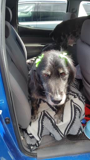 Pet Supply Store «PetSmart», reviews and photos, 6675 S Virginia St, Reno, NV 89511, USA